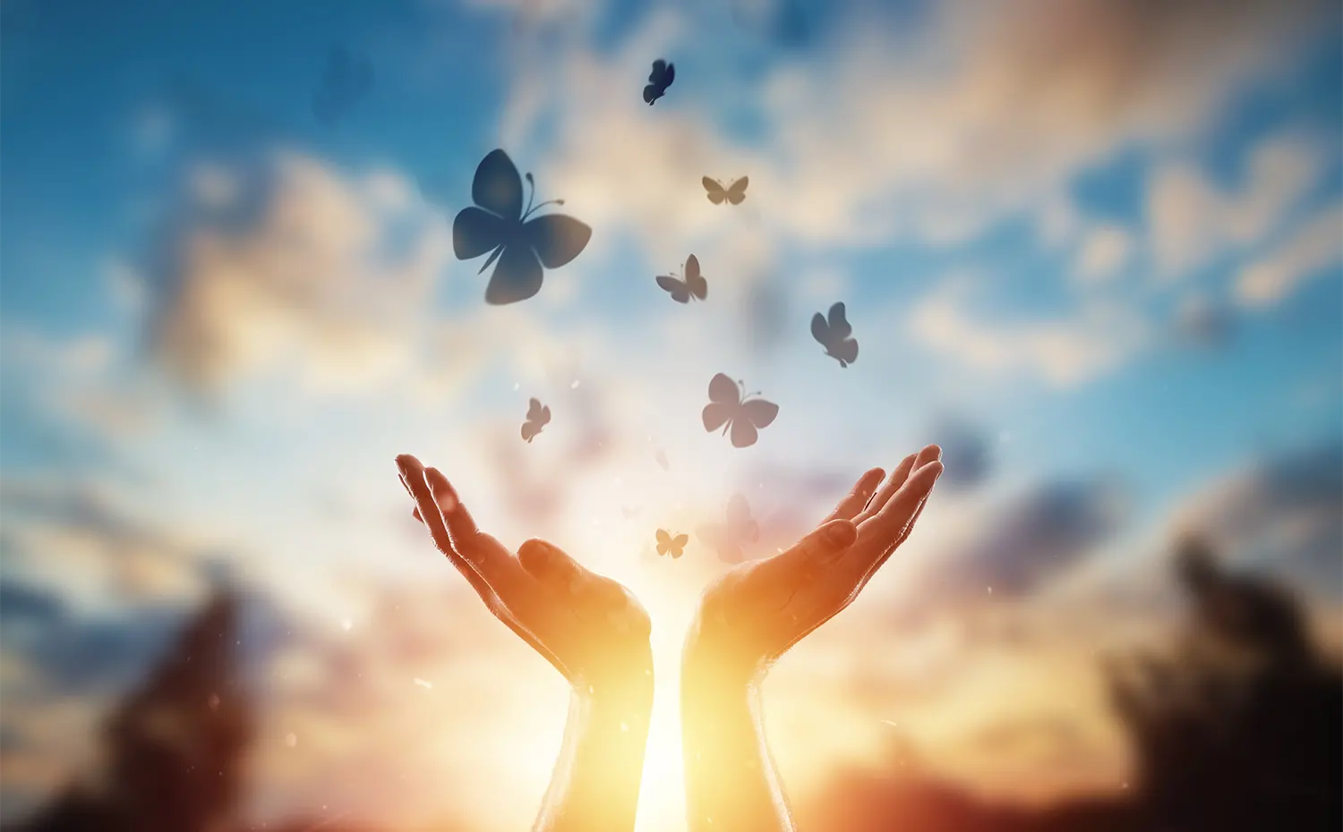 About Ellen Rikhye About Ellen Rikhye