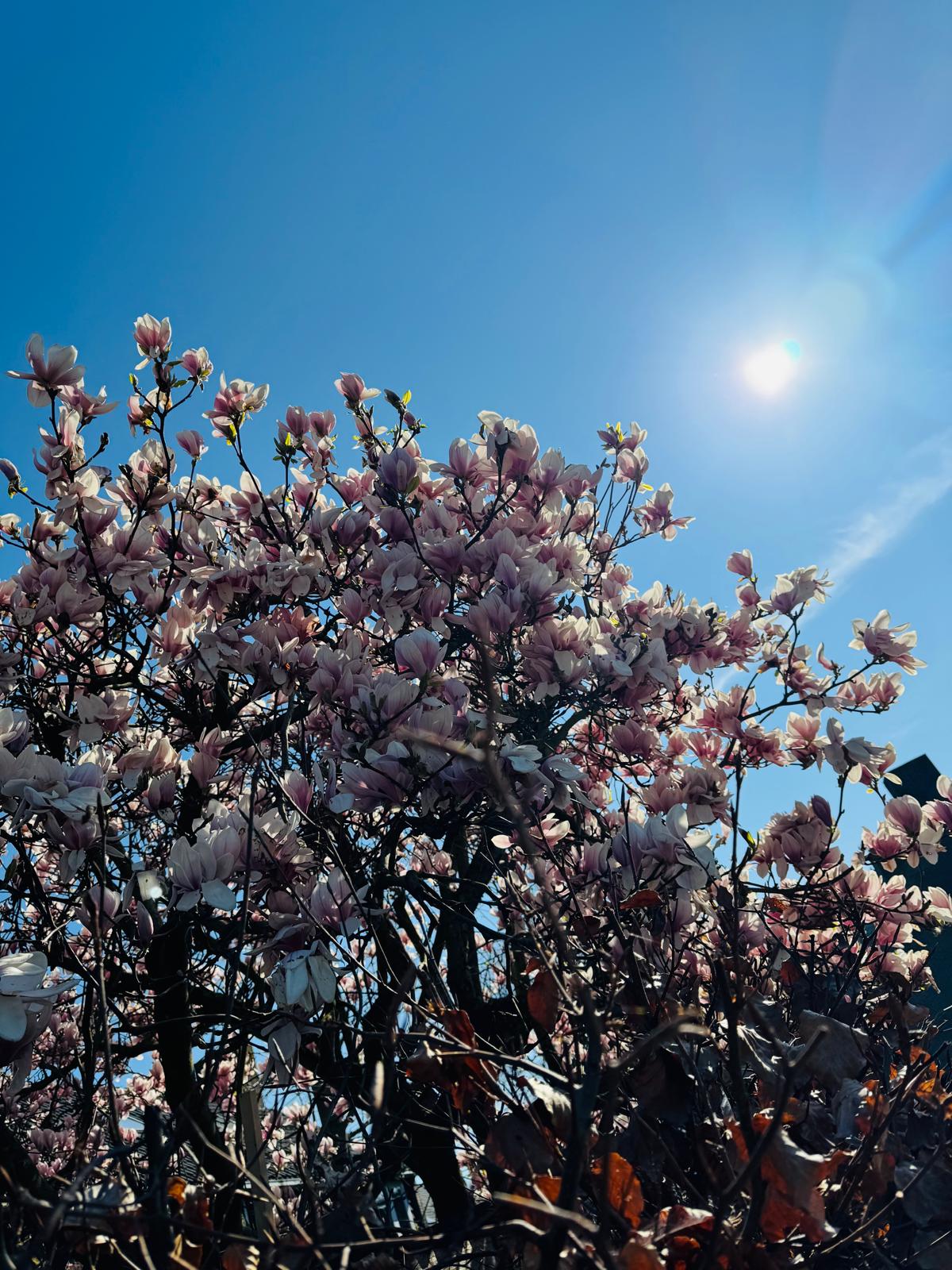 WhatsApp Image 2026 04 23 at 12.25.35